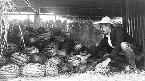泊头吃瓜群众事件视频,一场网络舆论的风暴与反思