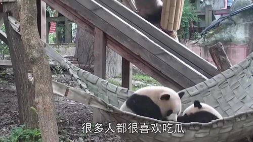 熊猫吃瓜群众,揭秘网络时代的“吃瓜”文化现象