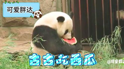 熊猫吃瓜群众,揭秘网络时代的“吃瓜”文化现象