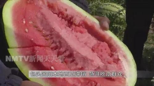 长胜瓜怎么吃,解锁美味新体验