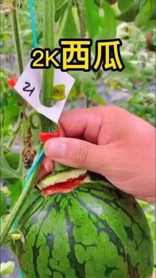 吃瓜视频壁纸高清,视觉盛宴,一睹为快