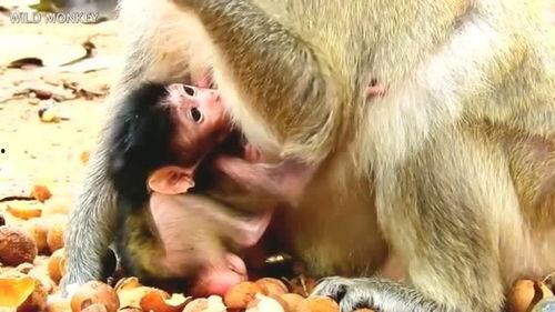 给小奶猴吃瓜,夏日清凉好时光