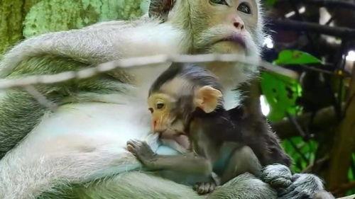 给小奶猴吃瓜,夏日清凉好时光