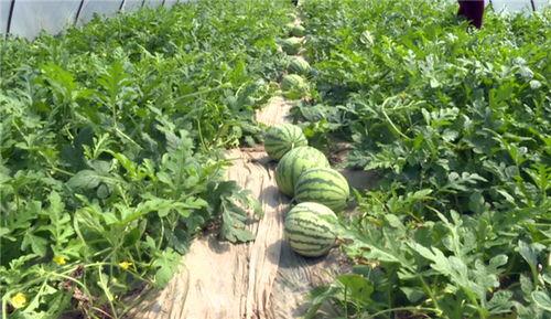 新乐最新吃瓜事件视频,揭秘视频背后的惊人真相