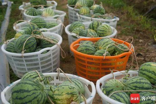 51吃瓜安全检测,揭秘网络谣言与虚假信息的防线