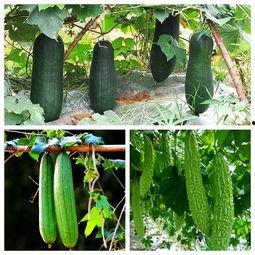 甘肃秋天吃的瓜,探寻陇上瓜园的秘密