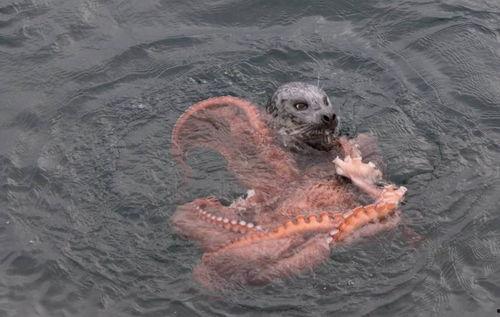 海豹吃瓜,探索它们对西瓜的喜爱之谜