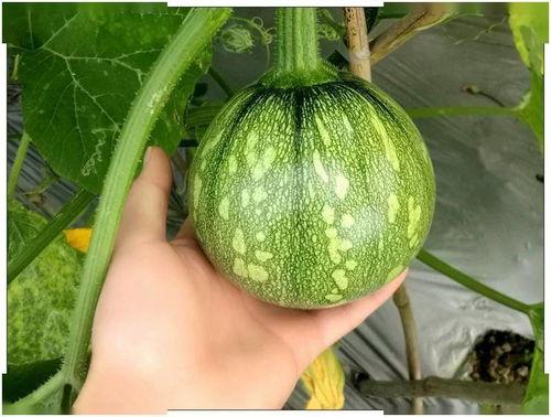 河南订婚吃瓜,一场别开生面的吃瓜盛宴