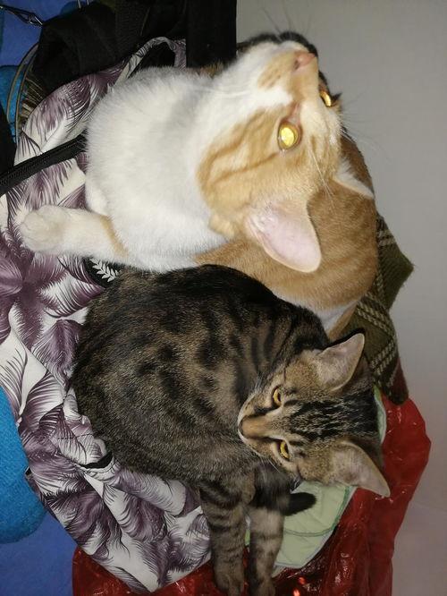 看热闹吃瓜猫,揭秘网络热点的幕后故事