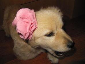 狗狗吃生瓜,揭秘生瓜对狗狗的益处与风险