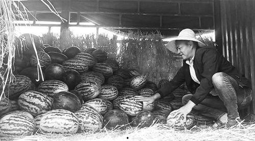 孝义吃瓜群众事件,网络围观下的社会现象解析