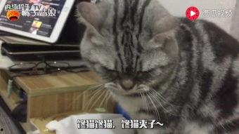 吃瓜直播馋猫,馋猫们的美食盛宴